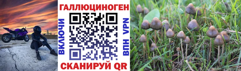 маркетплейс Telegram  Армавир  Галлюциногенные грибы Psilocybine cubensis 